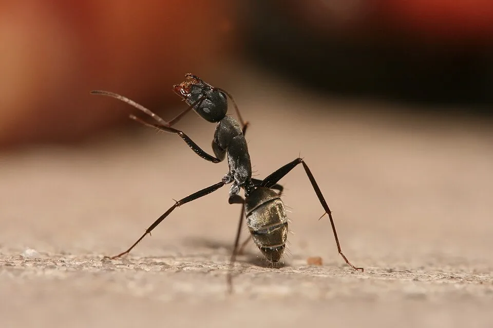 Ants: The Planet's Superorganisms