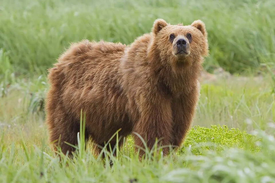 Bears Worldwide: Their Strength and Survival