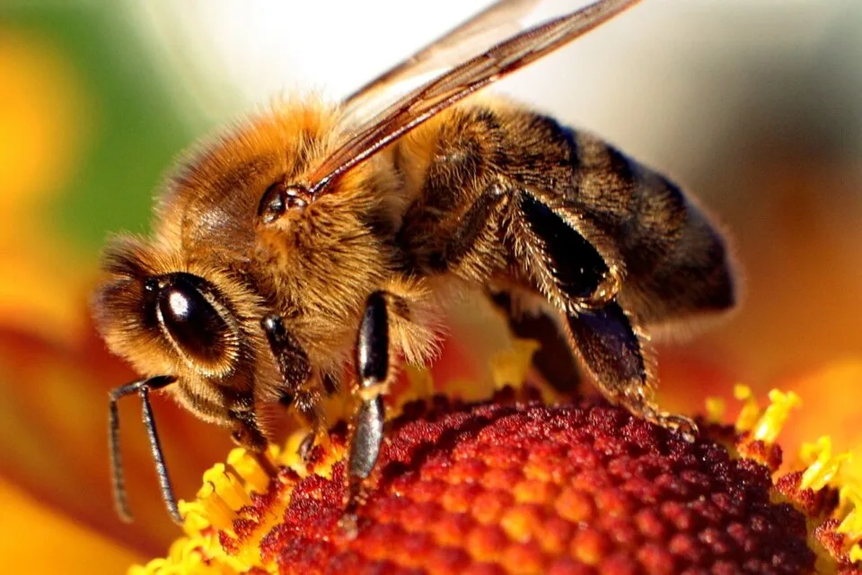 Fascinating World of Bees and Wasps