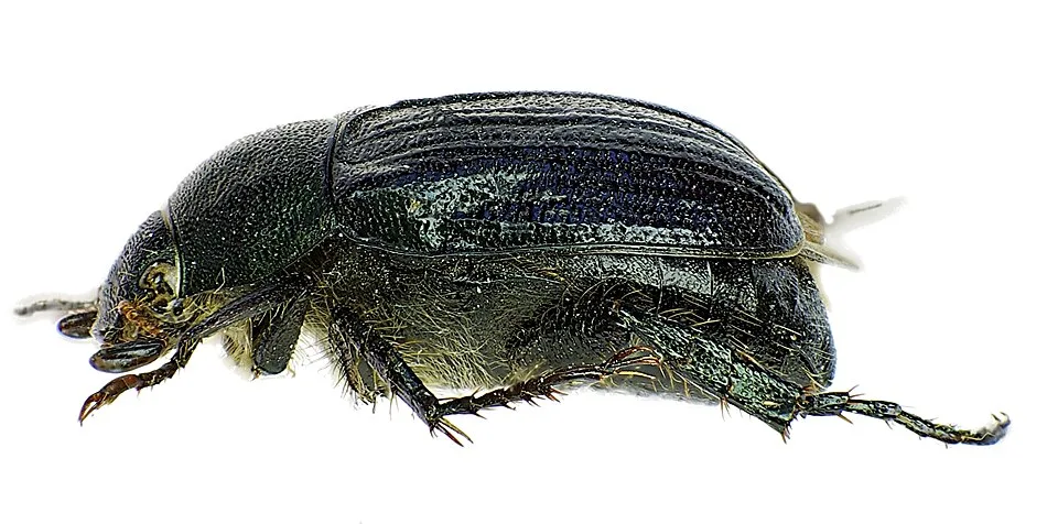Beetles and Their Diversity