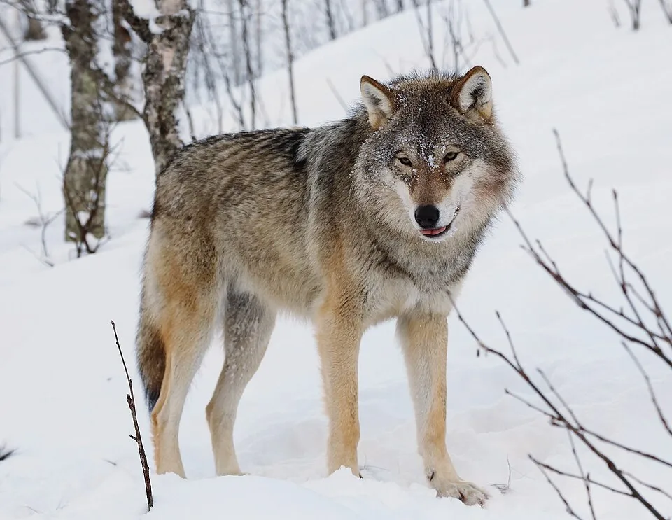 How Wolf Packs Actually Work: The Alpha Myth Debunked