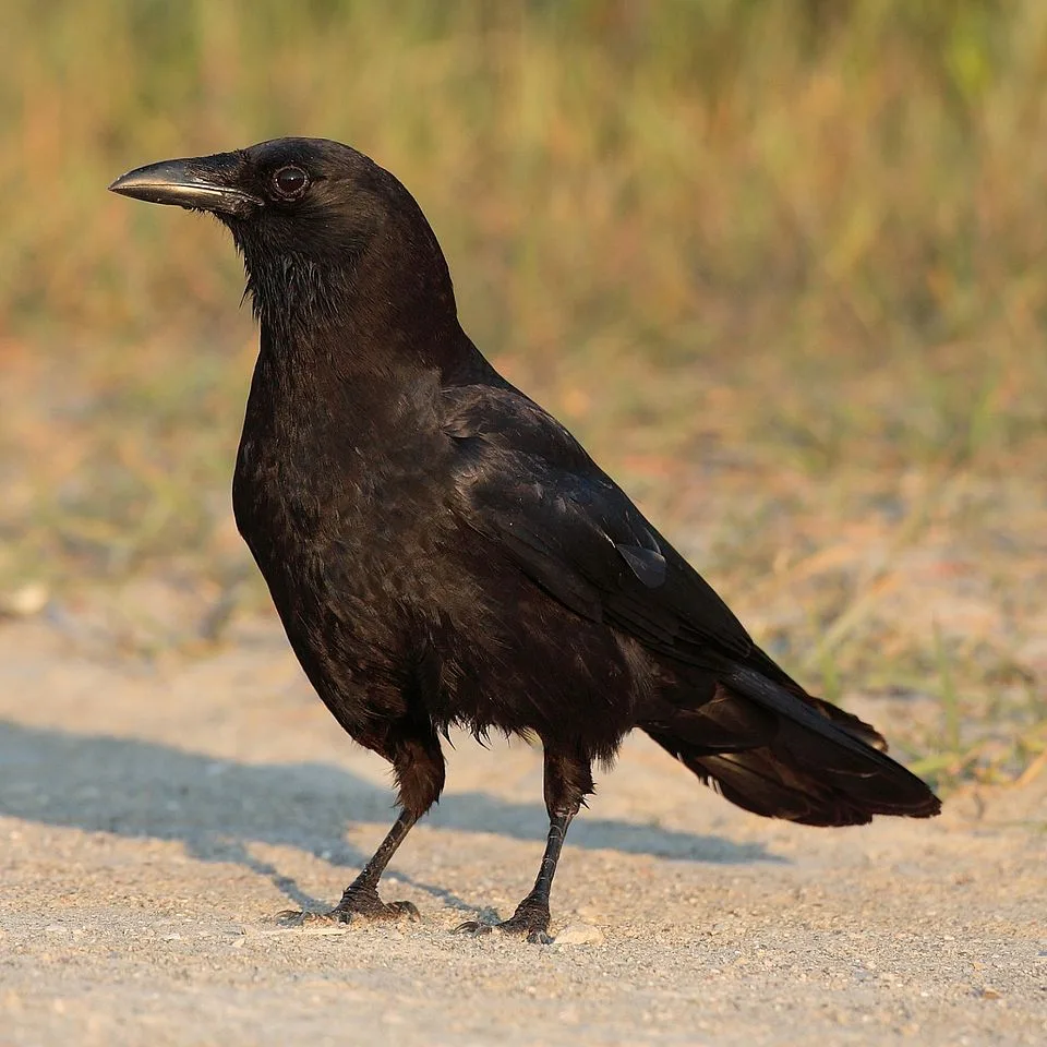Can Crows Recognize Human Faces? Insights and Research