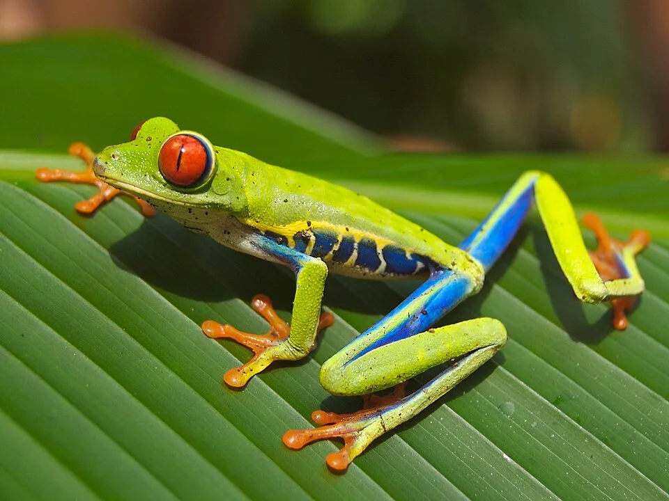 Frogs and Toads: Amphibians Under Threat