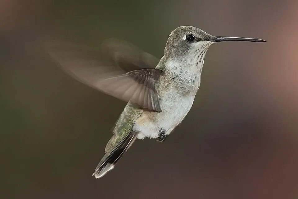 Hummingbird Wings: Fastest on Earth