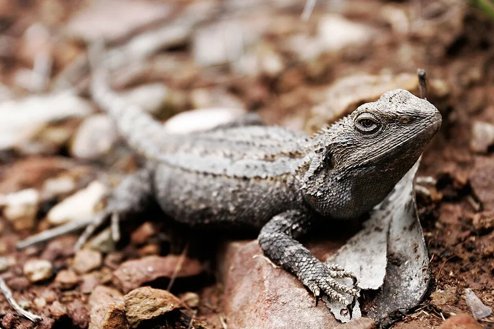 Komodo Dragon Size: The Largest Lizard