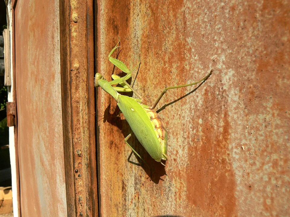 Female Praying Mantises and Sexual Cannibalism