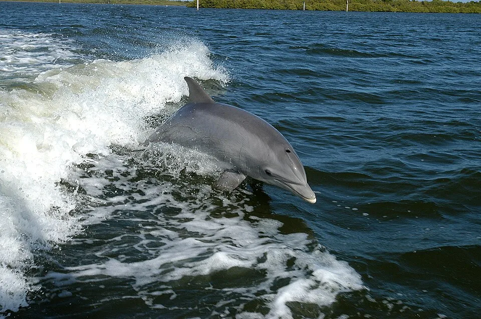 Whales, Dolphins and Ocean Giants