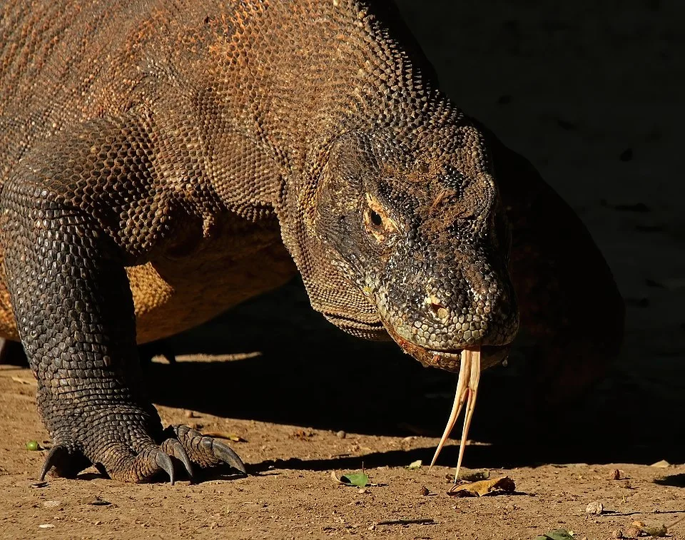 Komodo Dragon Venom and Hunting