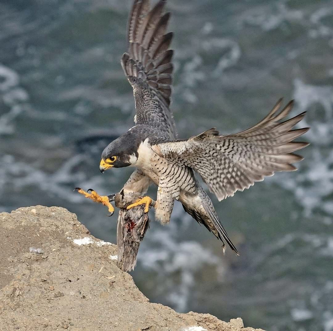How Fast Can a Peregrine Falcon Dive?