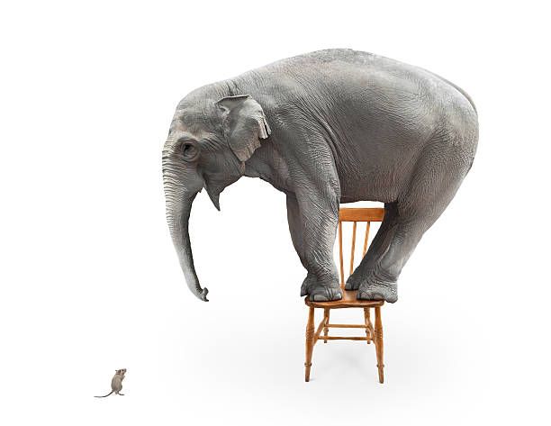 Why Are Elephants Afraid of Mice? Debunking the Myth