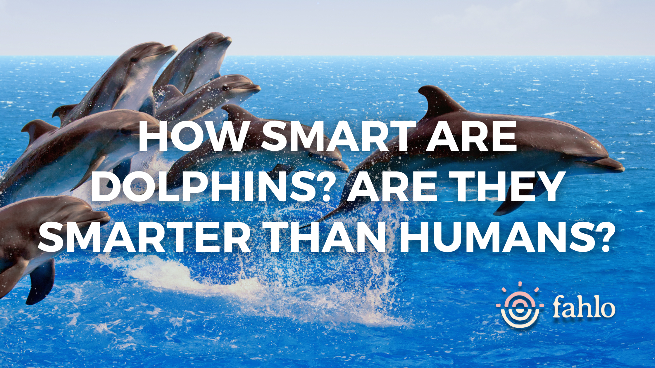 Are Dolphins Smarter Than Humans? A Comparative Study
