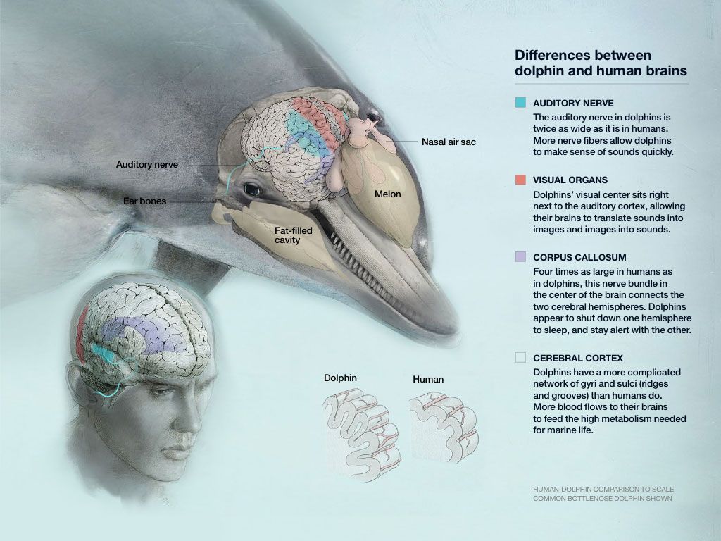 Dolphin Cognition: Consciousness in the Sea