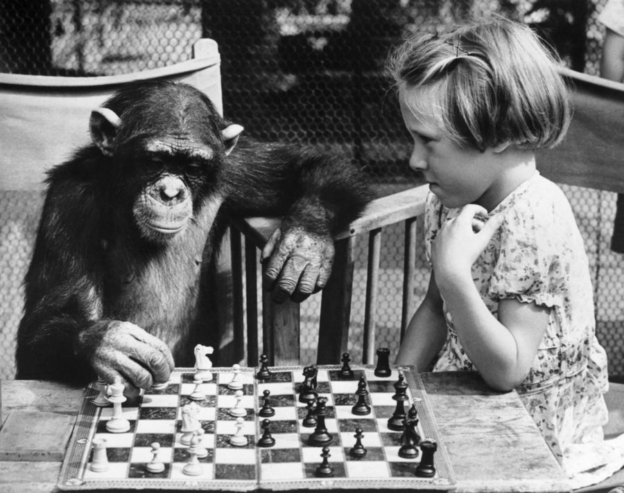 Smartest Animals: Animal Intelligence