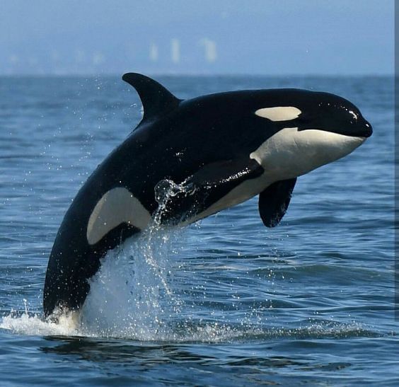 Orca: The Ocean's Apex Predator