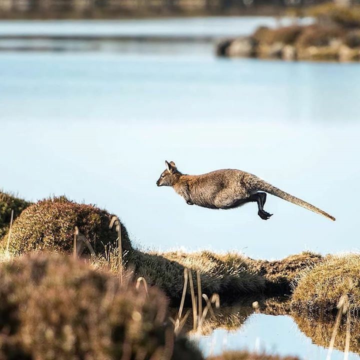 Kangaroo Jumps: The Physics Behind Their Leap