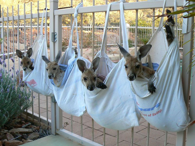 Kangaroo Pouch: Functionality and Evolutionary Success