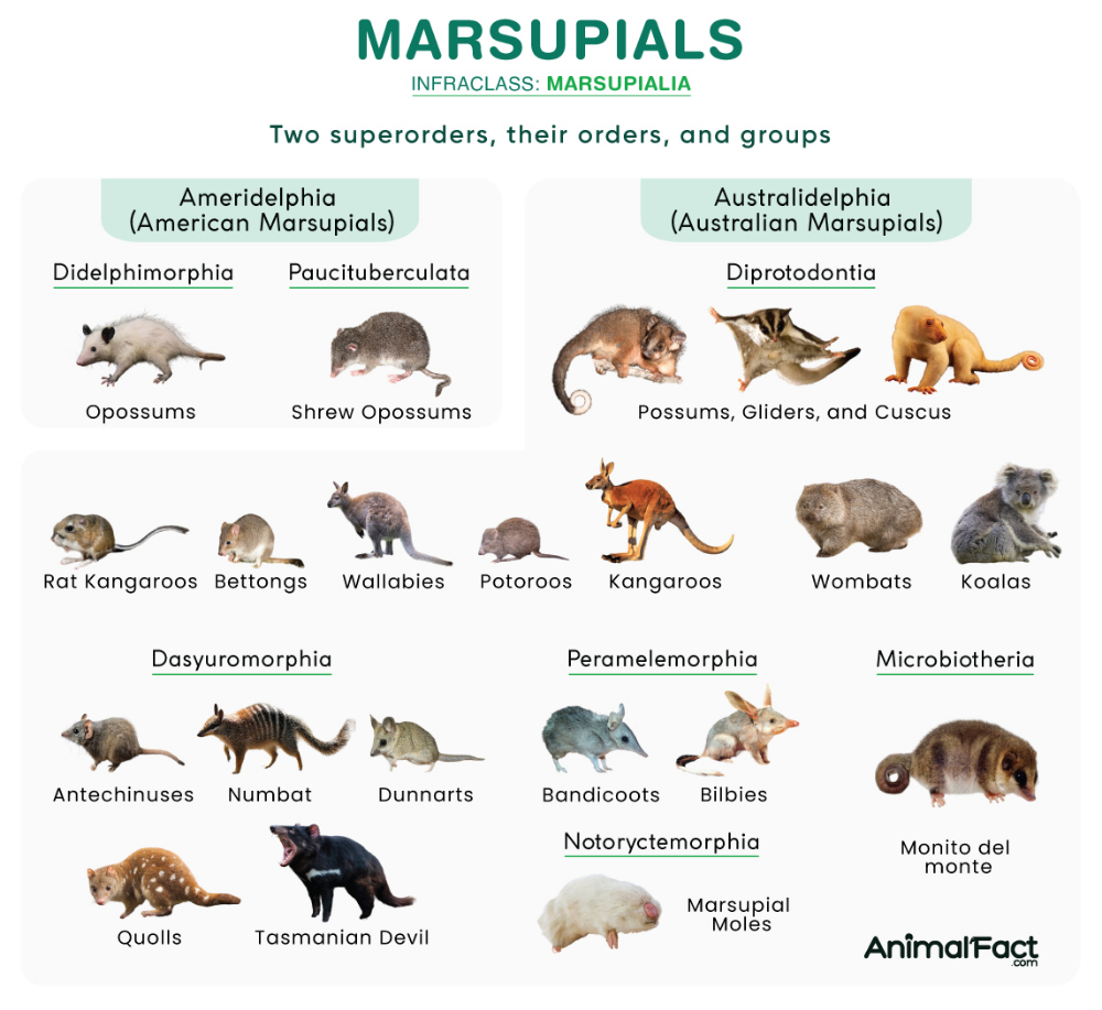 Marsupials: Unique Pouched Mammals of Australia