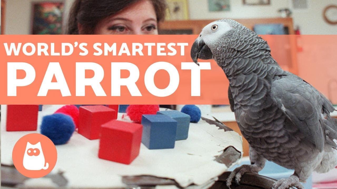 Alex the African Grey: Study of Avian Intelligence