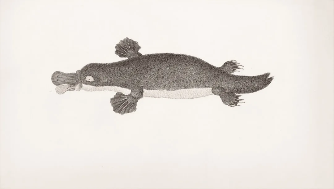 Platypus: The Strangest Mammal in the World