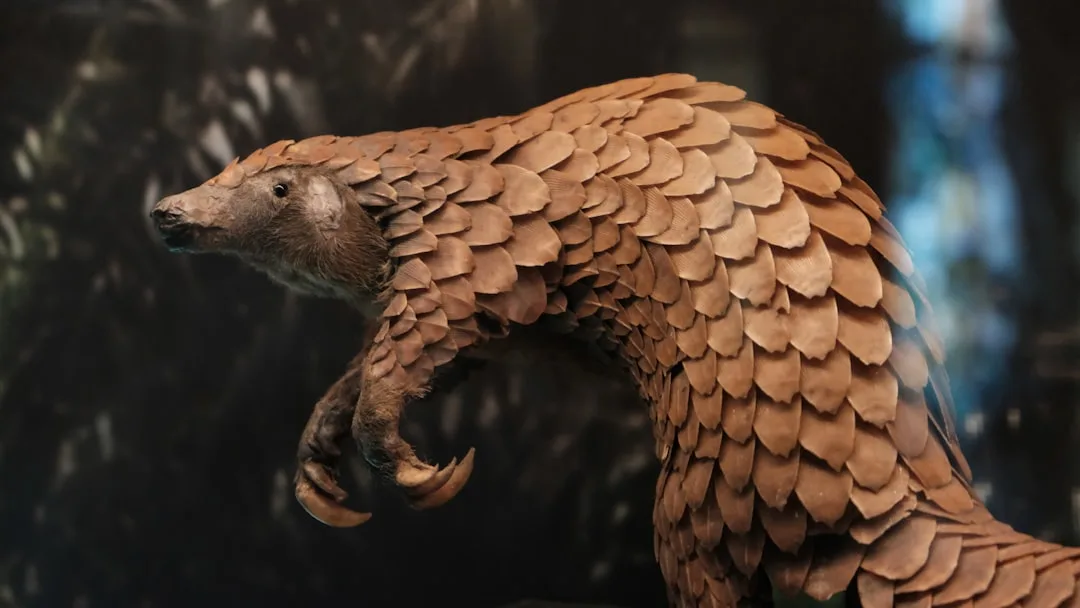 Pangolin: The World's Most Trafficked Mammal