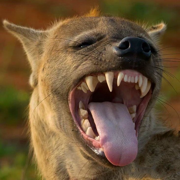 Spotted Hyenas: Their Dominant Females