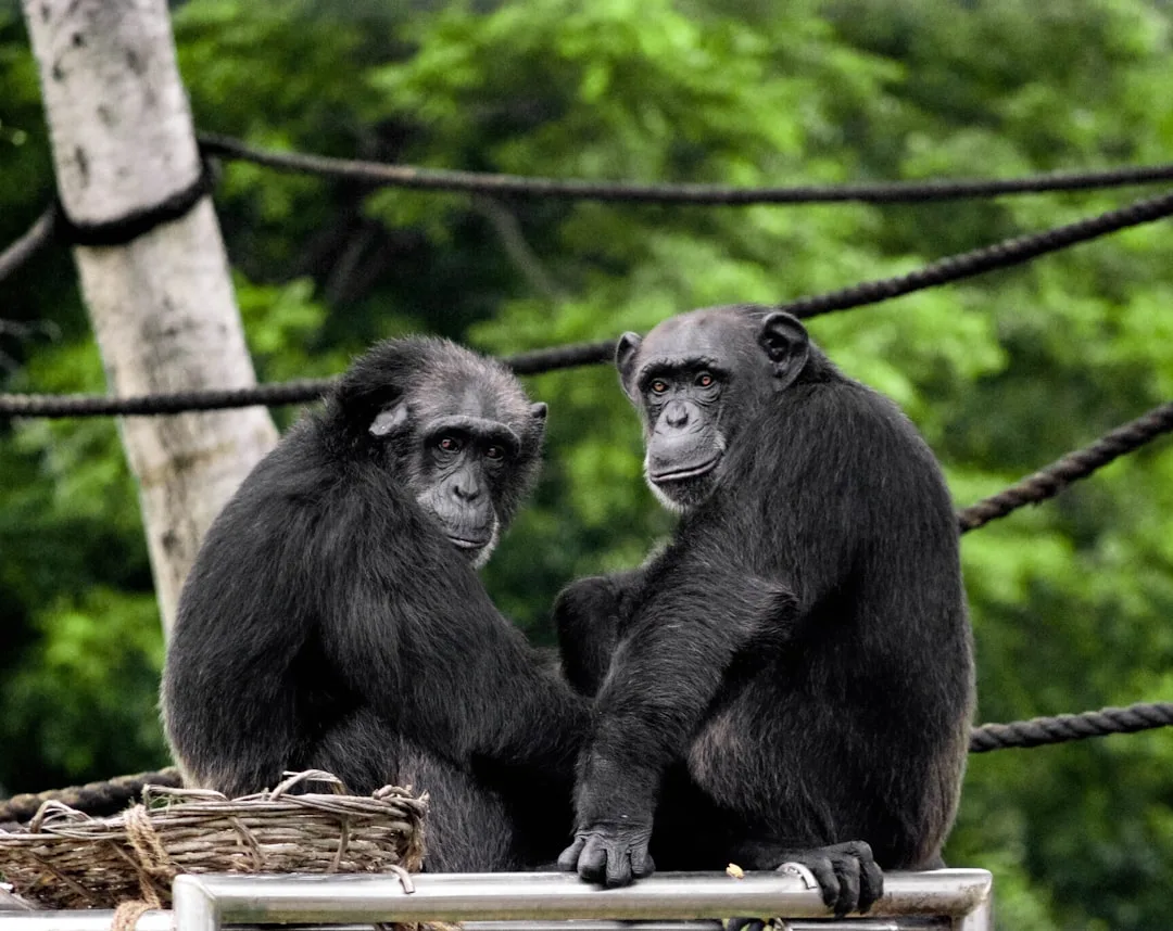 Chimpanzees and Humans: Our DNA Similarity