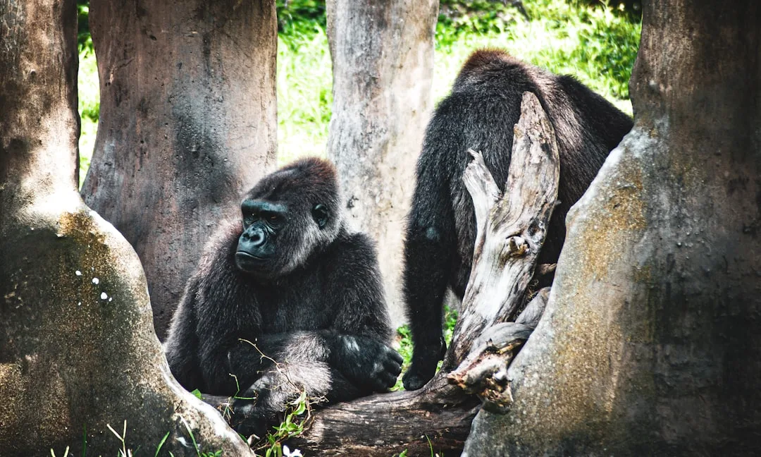 Gorilla Strength: How Powerful Are These Great Apes?