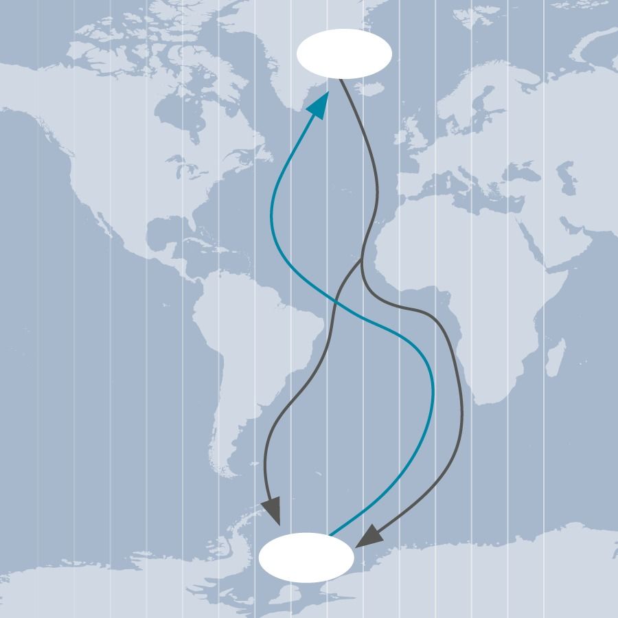 Arctic Tern Migration: The Longest Journey on Earth