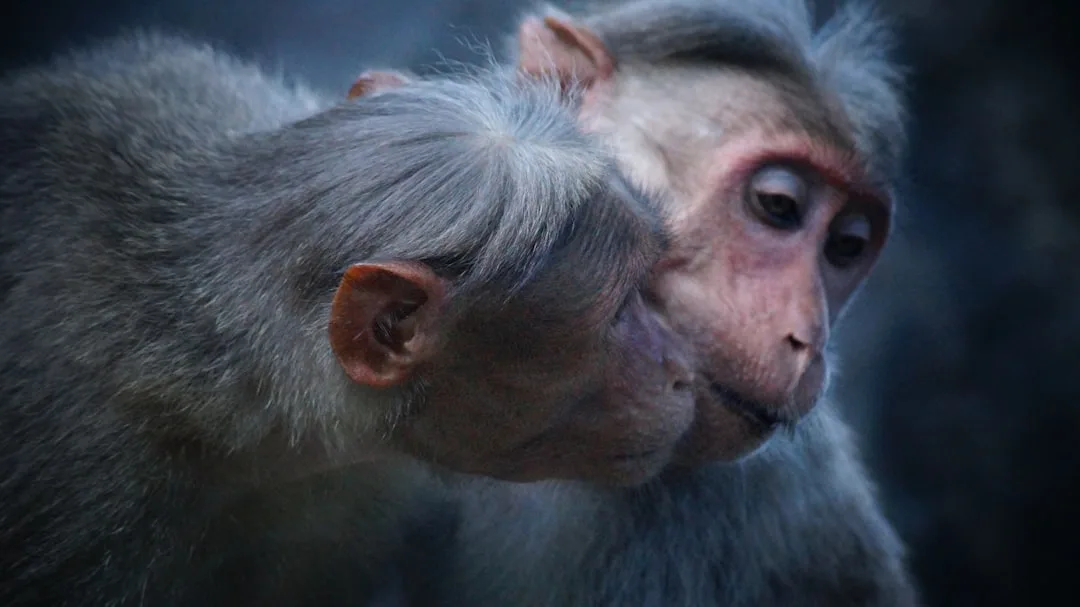 Primates: Our Closest Animal Relatives