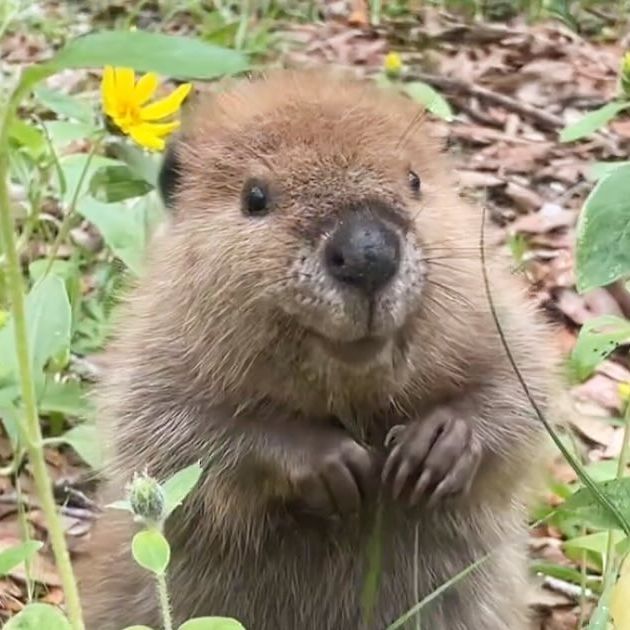 Beavers: The Ecosystem Engineers That Shape Landscapes
