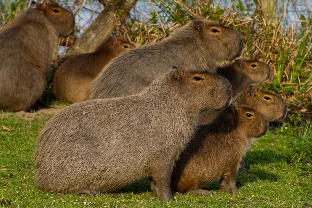 Capybara: The Affable Giant Among Rodents