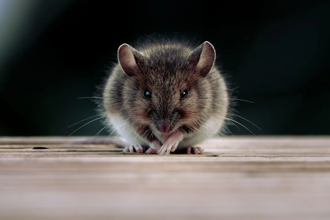 Rodents: The Dominant Mammals Across the Globe
