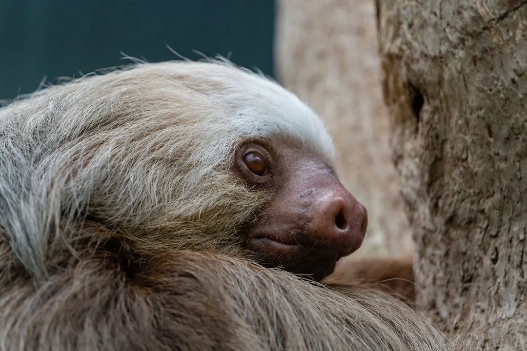 Why Sloths Are So Slow: The Evolutionary Genius of Slowness