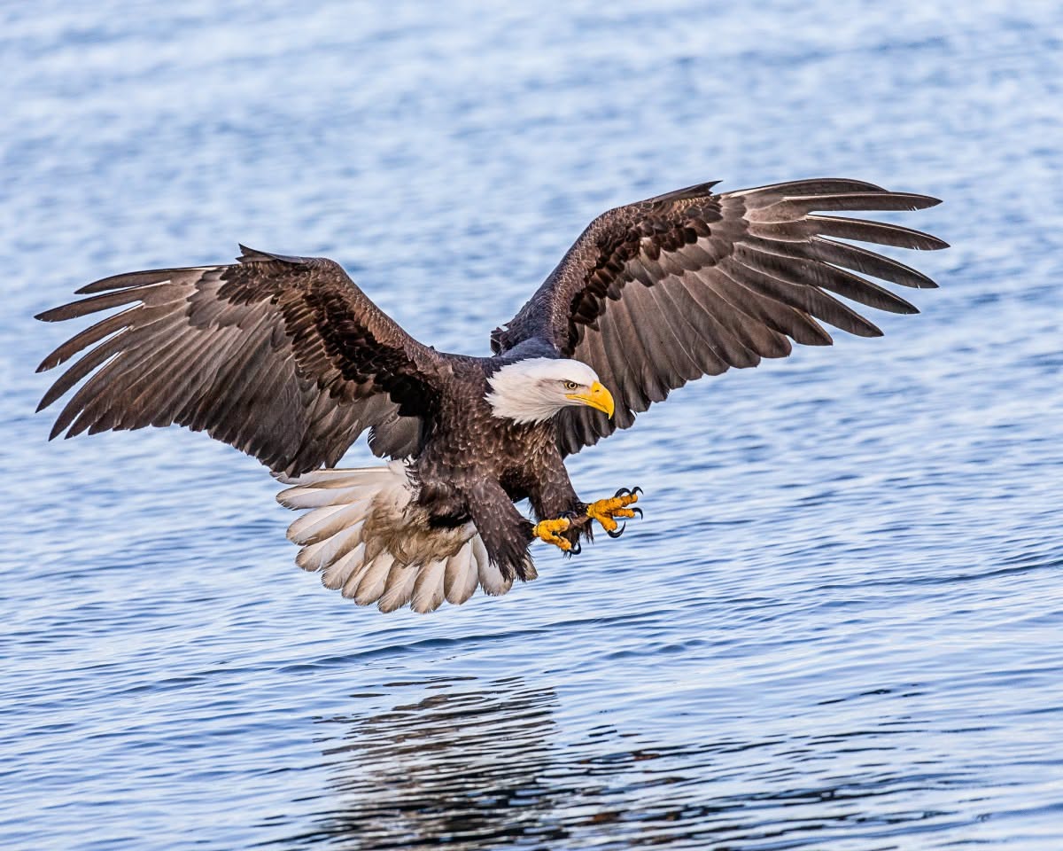 Bird Migration: Epic Journeys in Nature