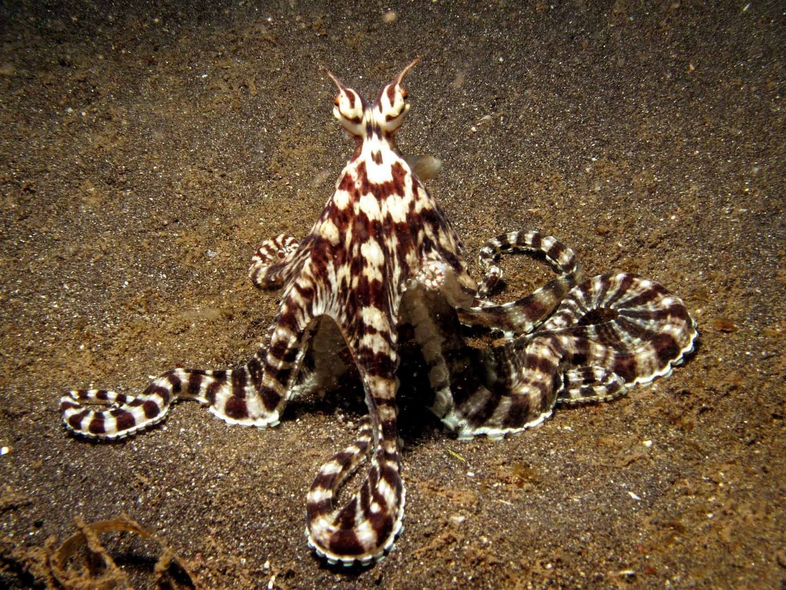Blue-Ringed Octopus: The Deadliest Octopus