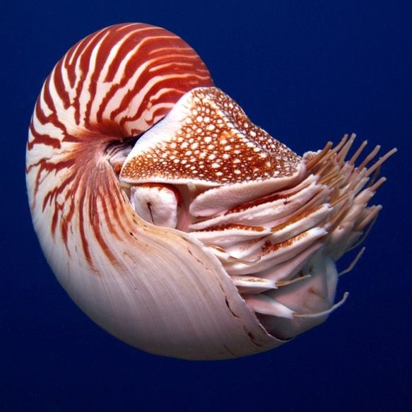 Coconut Octopus: Tool Use in an Invertebrate