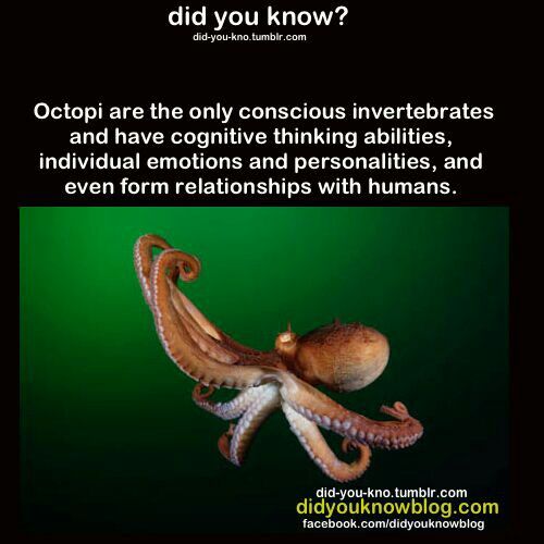 Colossal Squid: The Largest Invertebrate