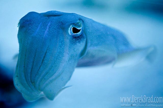 Cuttlefish: The Color-Changing Masters Who Are Colorblind