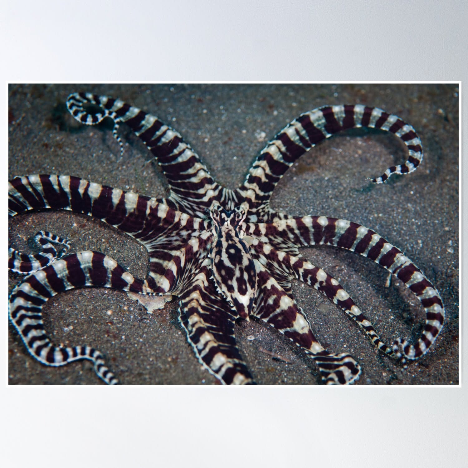 How the Mimic Octopus Impersonates Other Species