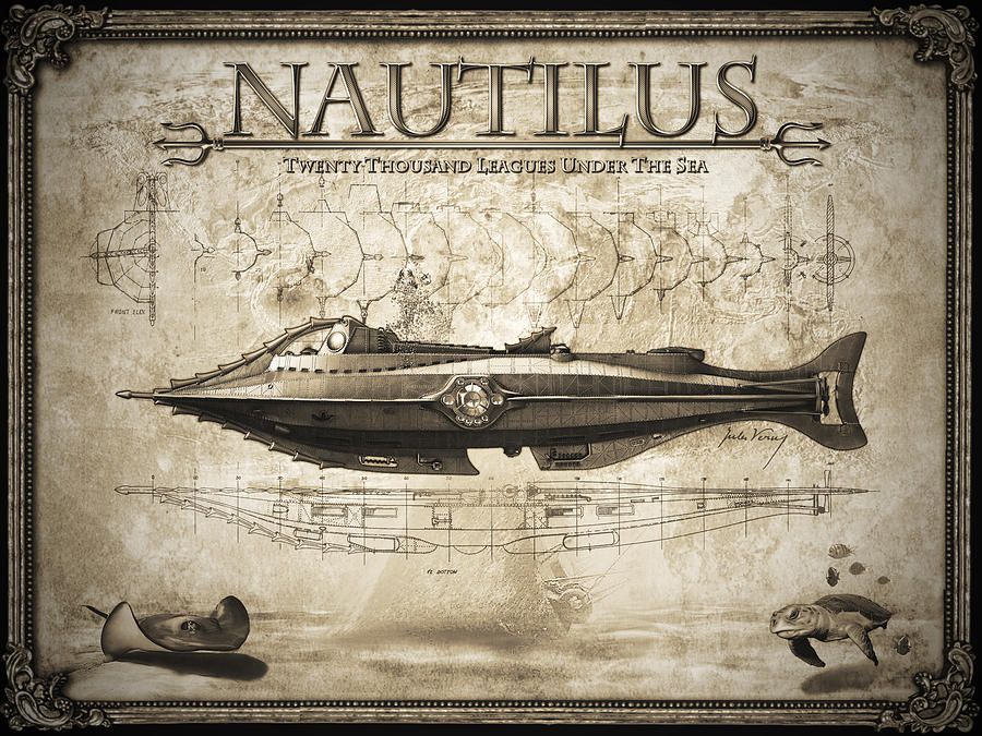 Nautilus: Ancient Cephalopods That Have Endured Time