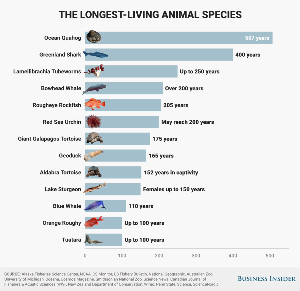 Longest Animal Migrations