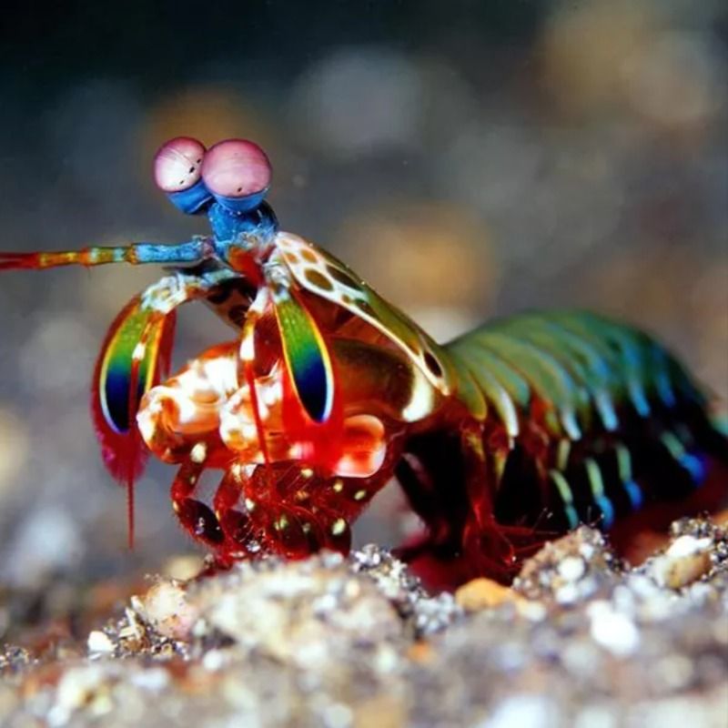 How the Mantis Shrimp Punch Works