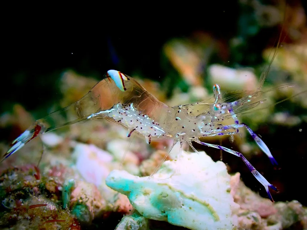 Pistol Shrimp: The Ocean's Loudest Crustacean