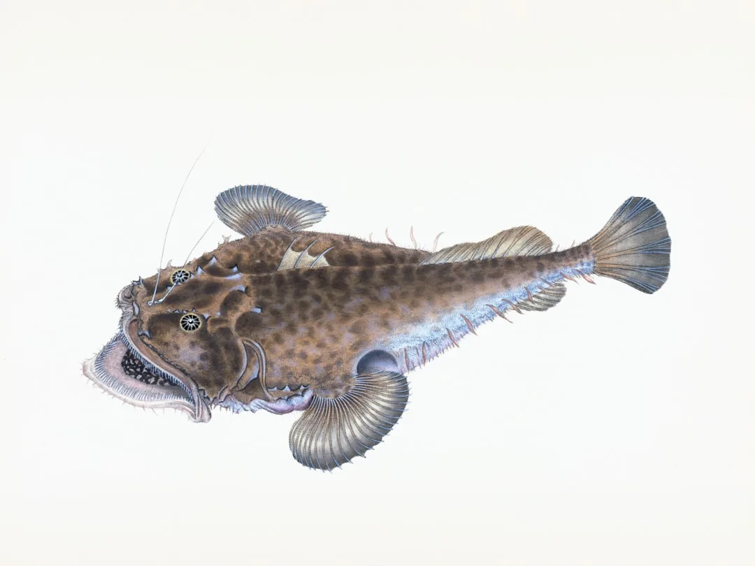 Anglerfish: The Deep Sea Predator With a Glowing Lure