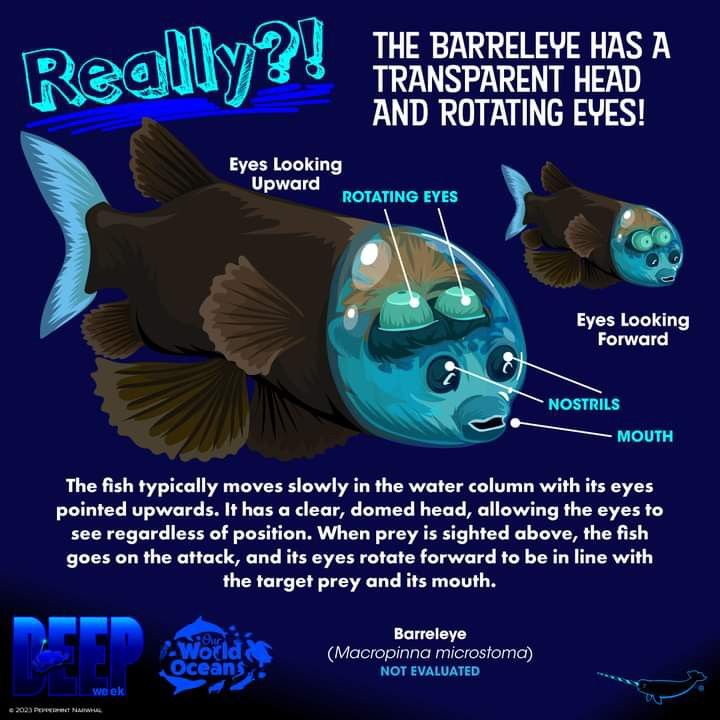 Barreleye Fish: Transparent Head Discovery