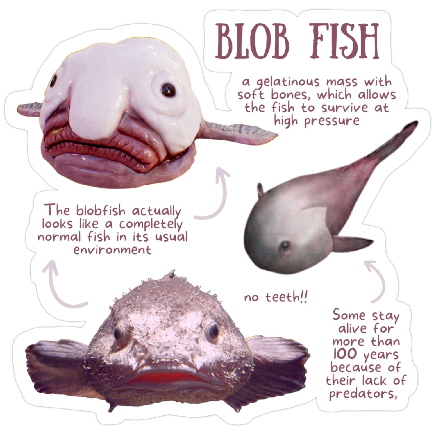 Blobfish: Adjusting to Underwater Life