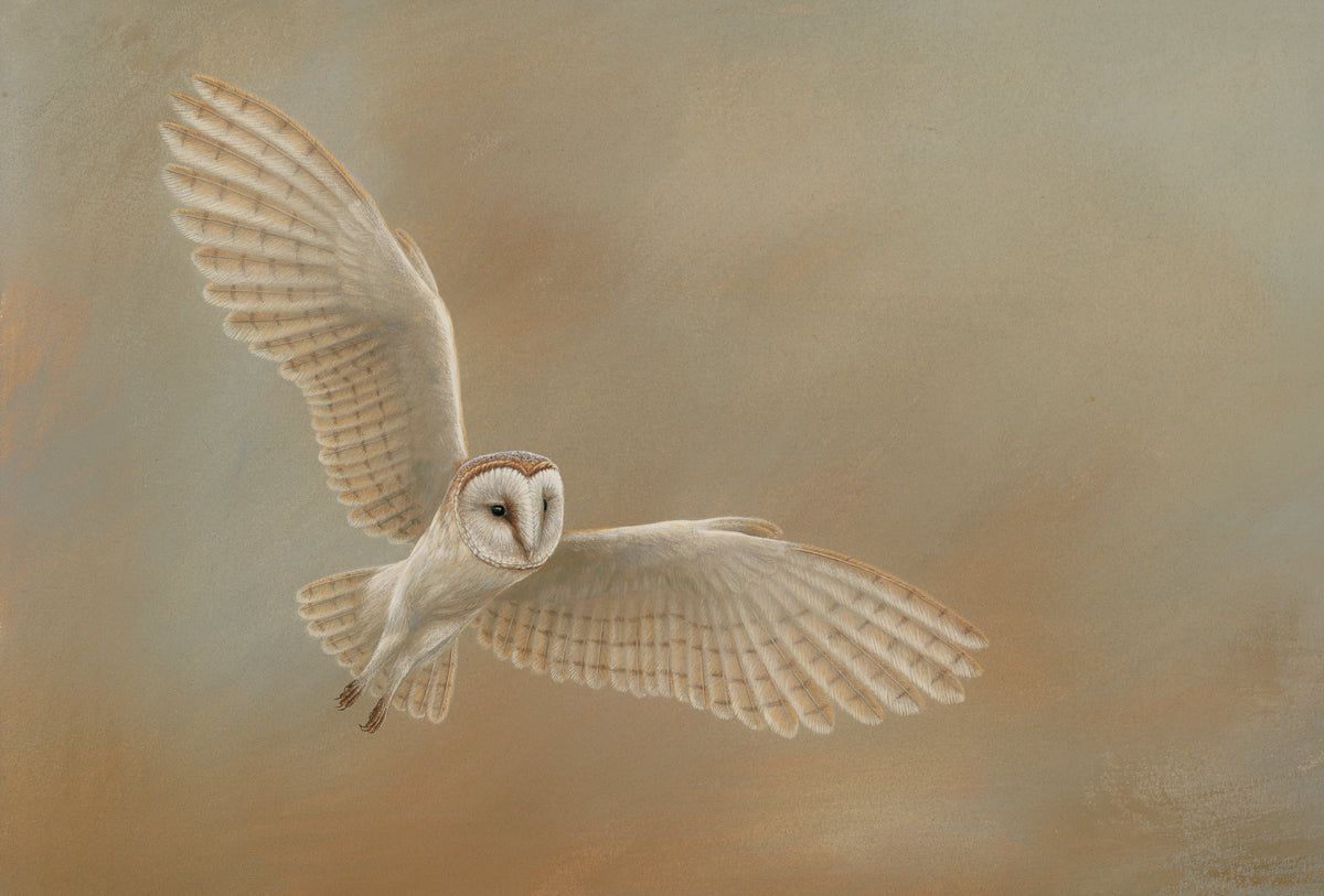 Barn Owl Silent Flight: How It Hunts in the Dark