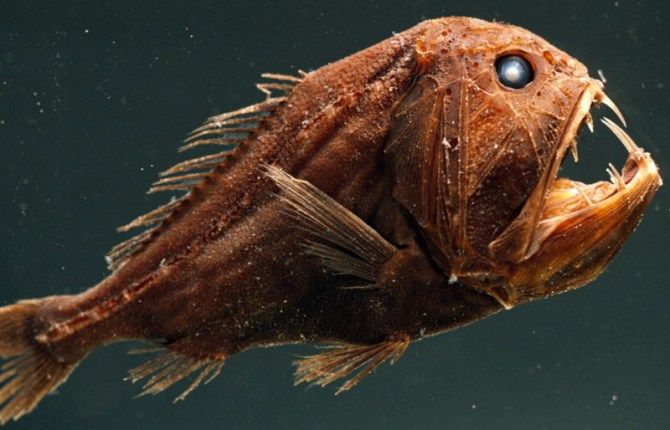 Fangtooth Fish: Deep-Sea Predator