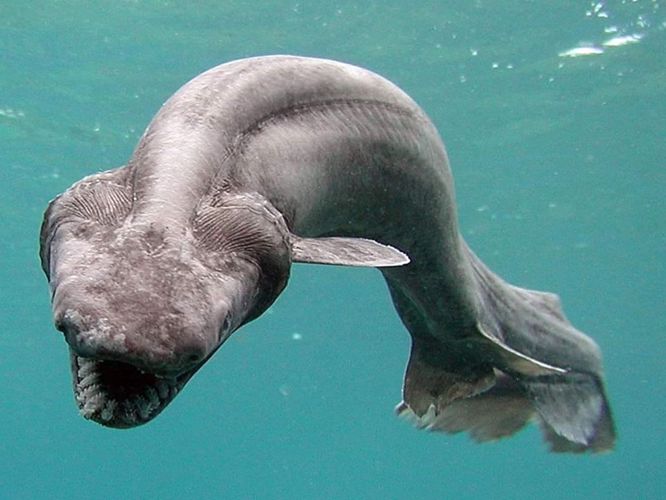Frilled Shark: Ancient Predator of the Deep