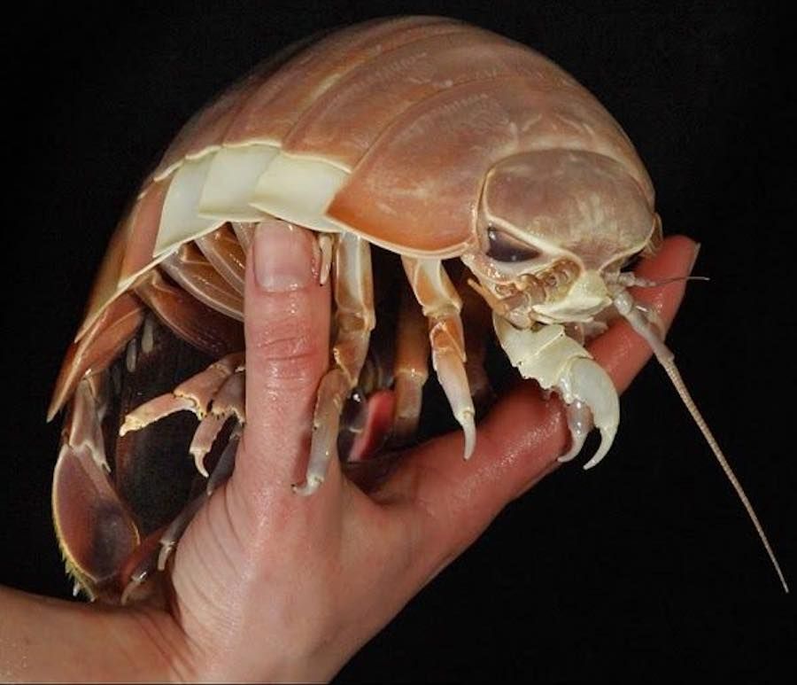 Giant Isopod: The Ocean's Large Crustacean